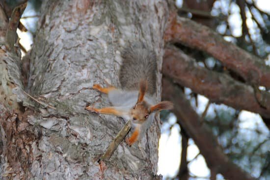canva squirrel MAC4zPGqCEo