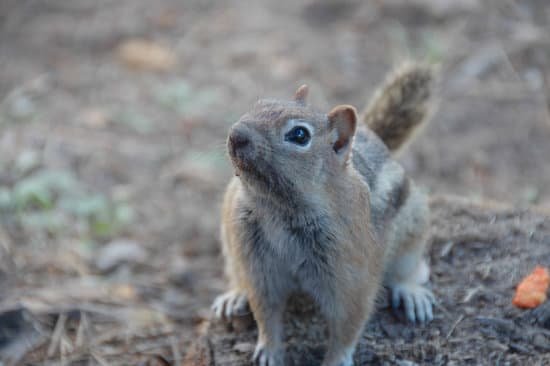 canva squirrel