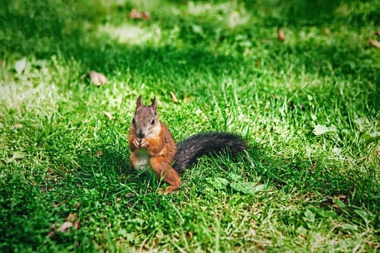 canva squirrel MAC5sD1L d4