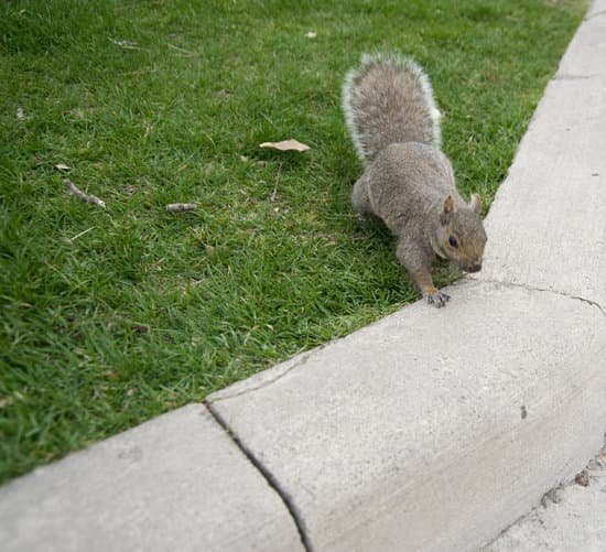 canva squirrel MAC69K4Nccw