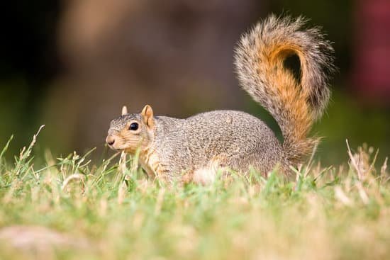 canva squirrel MAC6c9eEyyQ