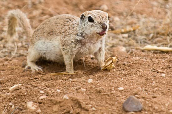 canva squirrel MAC6ge36iPA