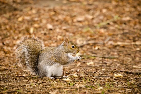 canva squirrel MAC8kSEnEuk