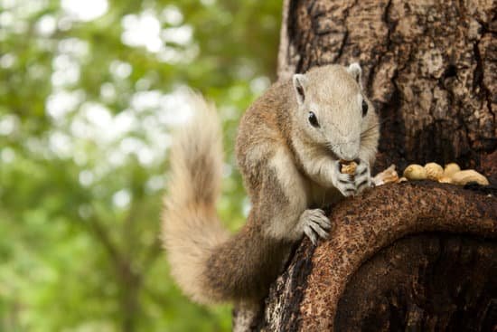 canva squirrel MAC8uSgBnAY