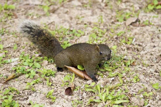 canva squirrel MAC9pBwcDLE