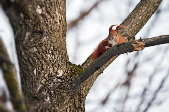 canva squirrel MAC 7OvHCss