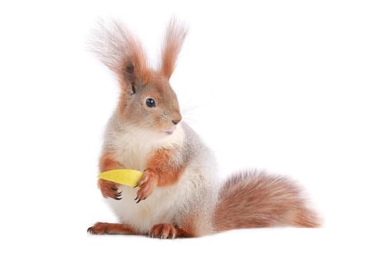 canva squirrel MADB8HhuOq8