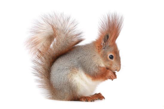 canva squirrel MADCEyL4A4Q