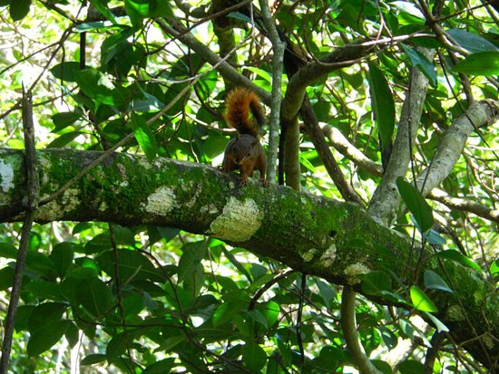 canva squirrel MADFysQJS3I