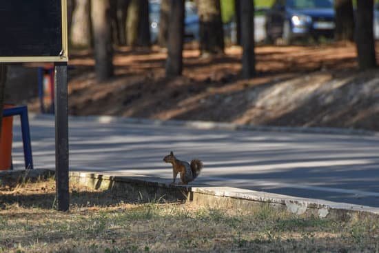 canva squirrel MADnPipJu4o