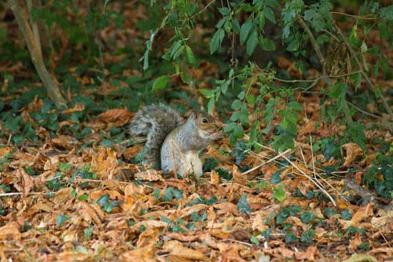 canva squirrel MADnUbfu90w
