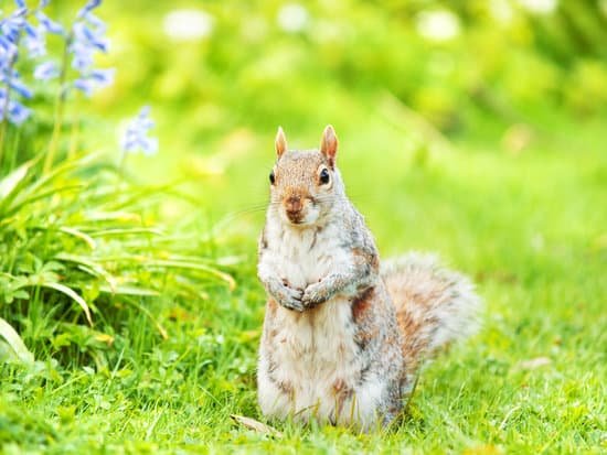 canva squirrel MAEEJs7kG2U