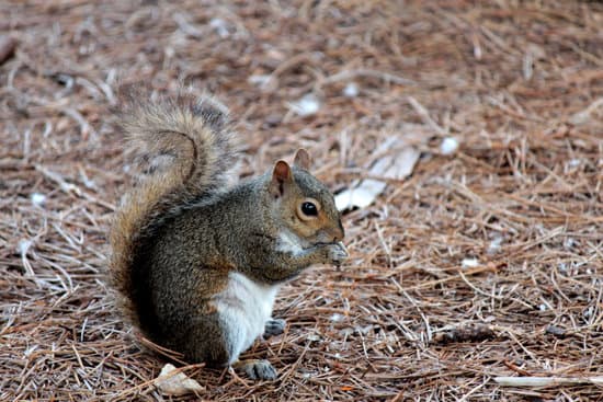 canva squirrel MAELnIybT I