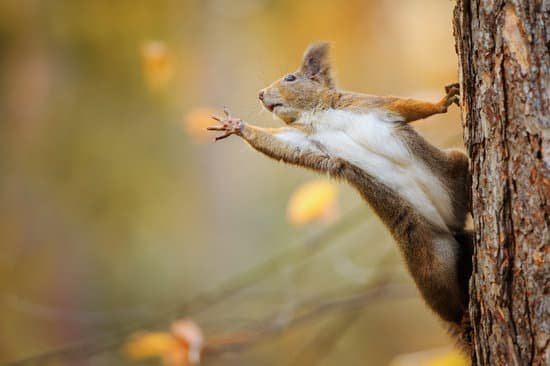 canva squirrel eagerly reaching for what she want most MADaARkMm5w