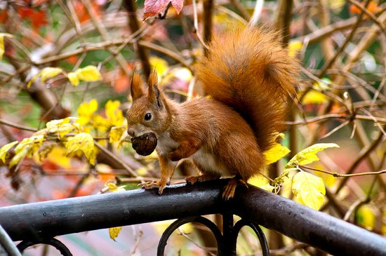 canva squirrel eating acorn