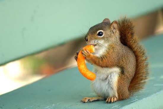 canva squirrel eating cheetos MADerIAHmAA