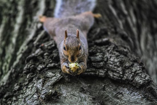 canva squirrel eating nut MADQ46obwXk