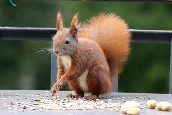 canva squirrel eating nuts MADQtjZbldk