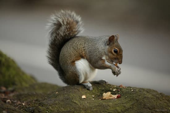 canva squirrel eating nuts MAEFe956CI4