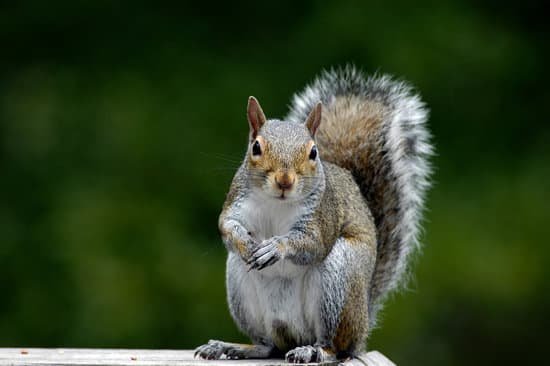 canva squirrel feeding MADaqTnUbkI