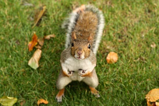 canva squirrel holding nuts on grassy field MADaEsgAfaY
