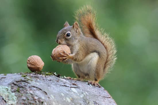 canva squirrel holds a nut MAC4Eb Fe8s