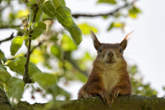 canva squirrel in nature MADQ47JXnRE