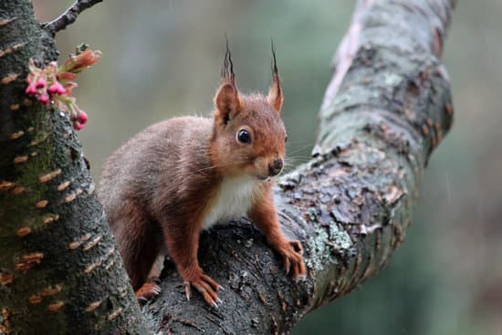 canva squirrel in nature MADQ5FBfkMI