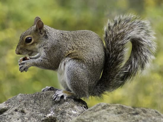 canva squirrel in nature MADQ5g8v6ss