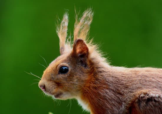 canva squirrel in nature MADQ5tlLylI