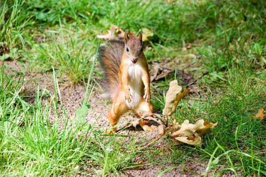 canva squirrel in wild MADQttJpGR8