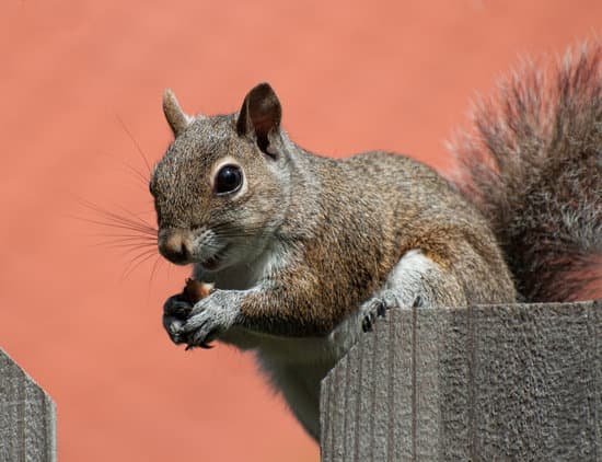 canva squirrel on fence eating a peanut MADA0hek3yE