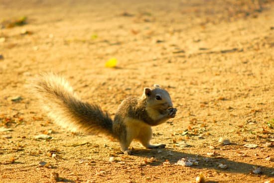 canva squirrel on garden MADCdJpTXE0