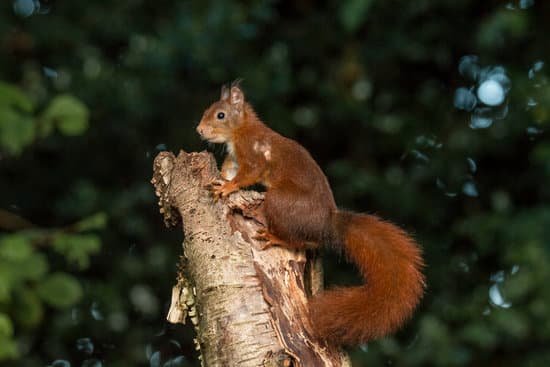 canva squirrel red squirrel MAC5Bns7FCM
