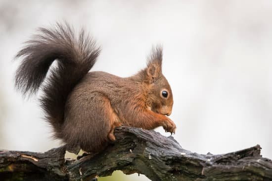 canva squirrel red squirrel MAC JCYrB6k