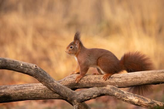 canva squirrel red squirrel. MADN 0I8NHI