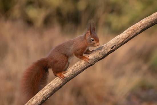 canva squirrel red squirrel. MADN 1PIPX4