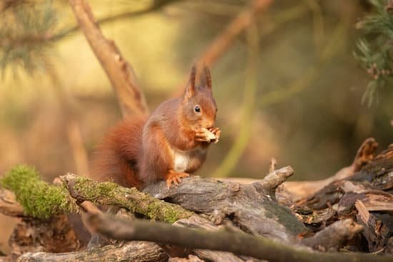 canva squirrel red squirrel. MADN 4LhuQQ