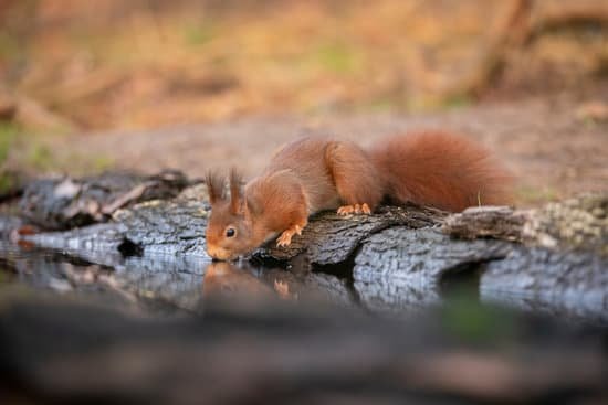 canva squirrel red squirrel. MADN 6GZ3Sk