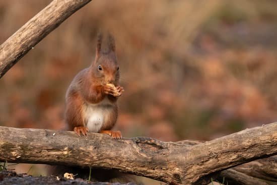 canva squirrel red squirrel. MADN 7aSKeE