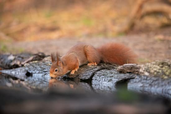 canva squirrel red squirrel. MADN nJDSY