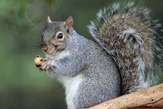 canva squirrel with a peanut MADaFVd0u6I