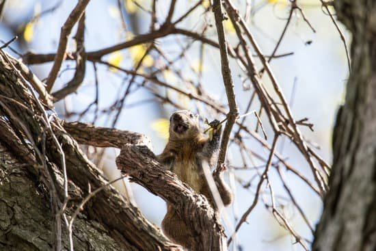 canva squirrels MAC9JyMd9OA