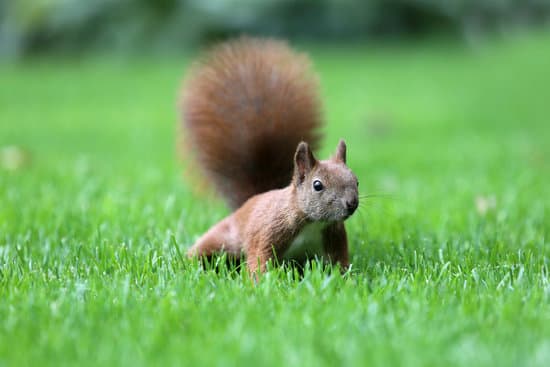 canva the squirrel is a resident of the city parks. MAEOP2OcY5w