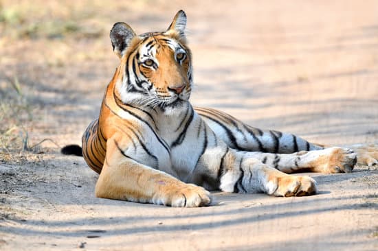 canva tiger lying on dirt road MAEAhpB6 s4