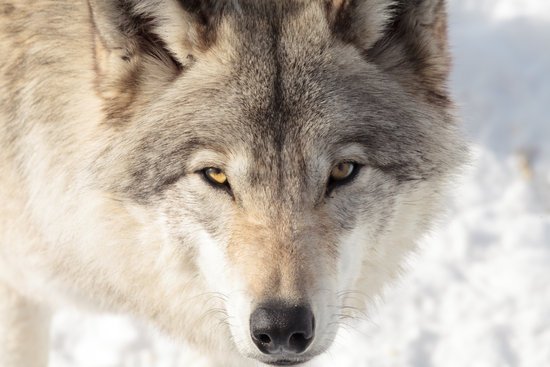 canva timber wolf grey wolf. MADFIOJ w5Q