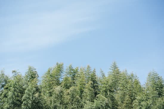 canva trees against the sky MAEM tqmevA