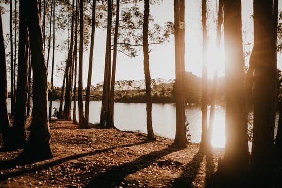 canva trees near lake MADySc5A9TA