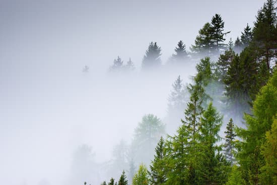 canva trees on a misty mountain MADQ49CWjiI