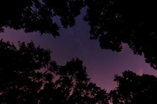 canva trees silhouette under starry sky MADQ4wxg